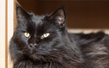 Картинка животные коты черный цвет