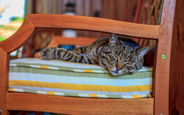 Картинка животные коты отдых