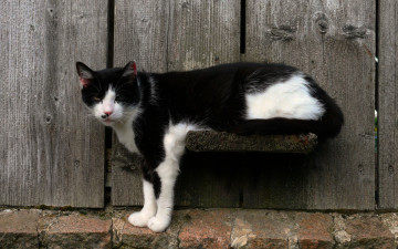 Картинка животные коты полка