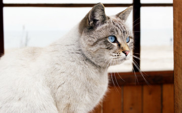 Картинка животные коты профиль