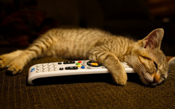 Картинка животные коты пульт отдых