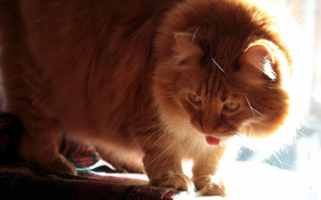 Картинка животные коты рыжий цвет