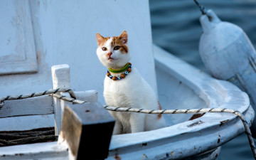 Картинка животные коты взгляд ошейник