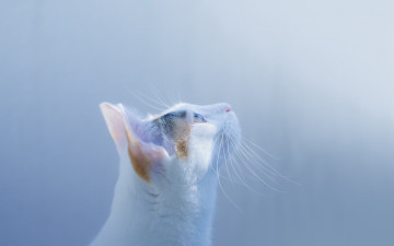 Картинка животные коты взгляд профиль морда