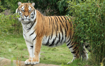 Картинка животные тигры растения взгляд