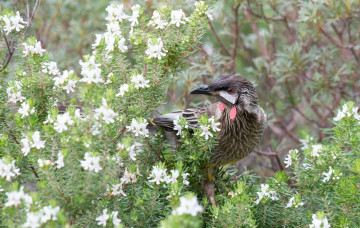 Картинка животные птицы птичка