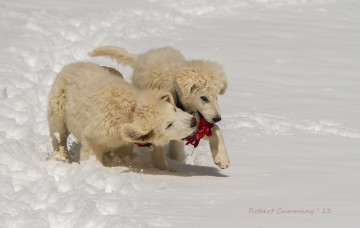 Картинка животные собаки щенки