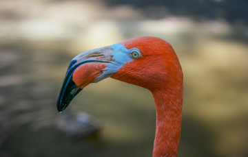 Картинка животные фламинго