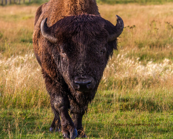 Обои картинки фото животные, коровы,  буйволы, буйвол