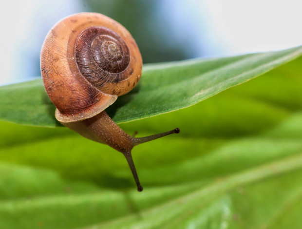 Обои картинки фото животные, улитки, улитка