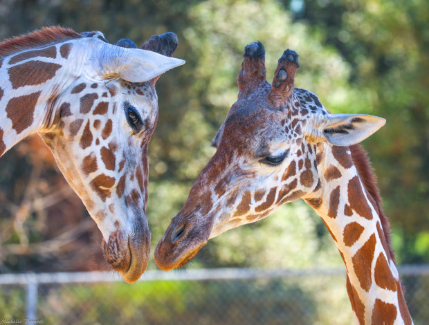 Обои картинки фото животные, жирафы