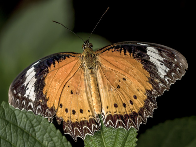 Обои картинки фото животные, бабочки,  мотыльки,  моли, бабочка