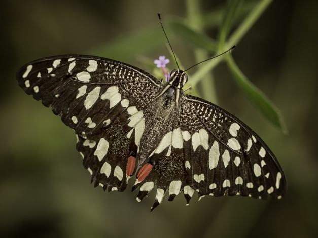 Обои картинки фото животные, бабочки,  мотыльки,  моли, бабочка