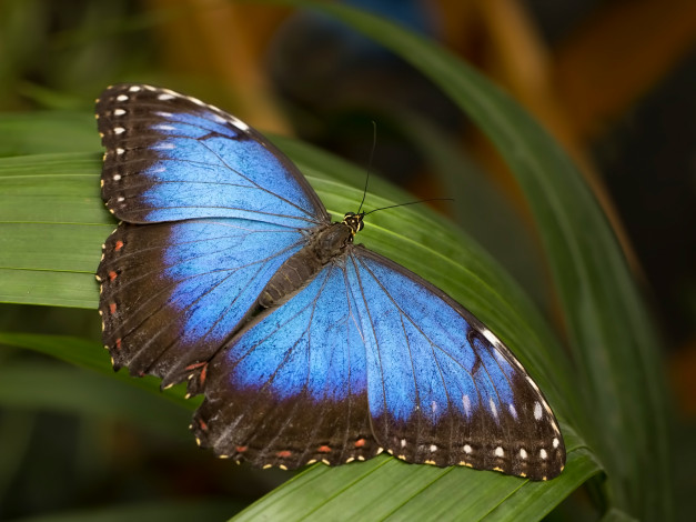 Обои картинки фото животные, бабочки,  мотыльки,  моли, бабочка