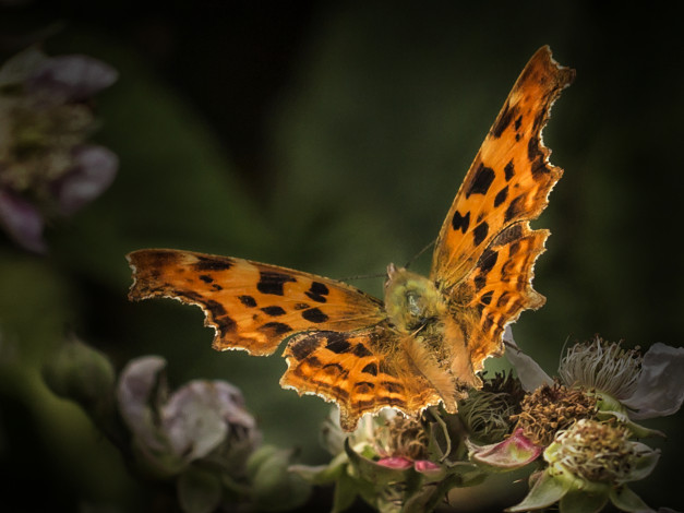 Обои картинки фото животные, бабочки,  мотыльки,  моли, бабочка