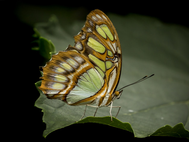 Обои картинки фото животные, бабочки,  мотыльки,  моли, бабочка