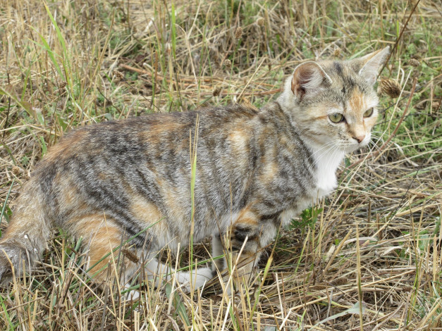 Обои картинки фото животные, коты, кошка