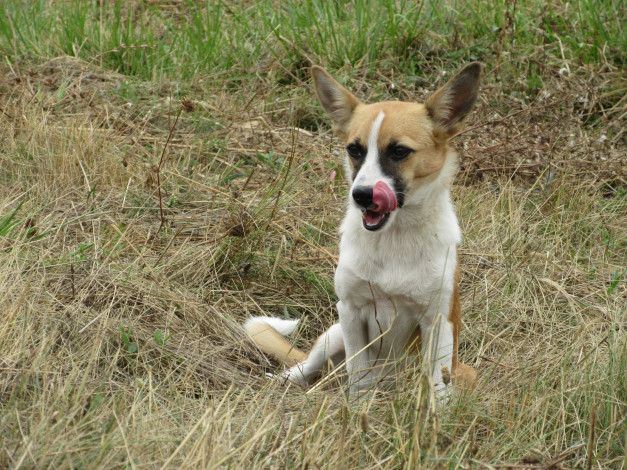 Обои картинки фото животные, собаки, собака