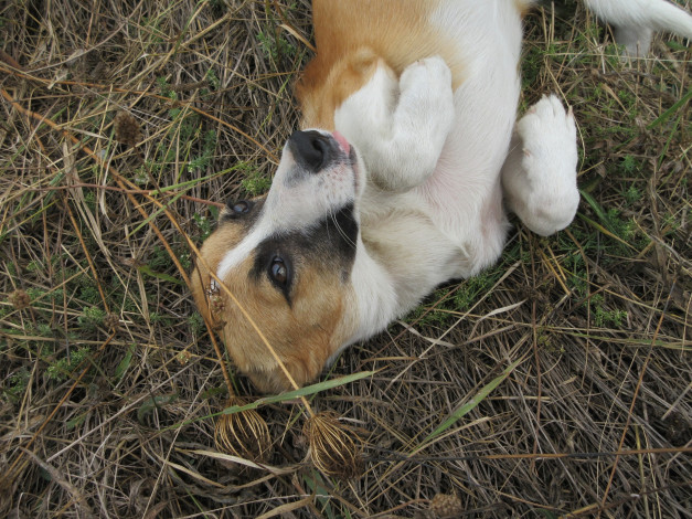 Обои картинки фото животные, собаки, собака