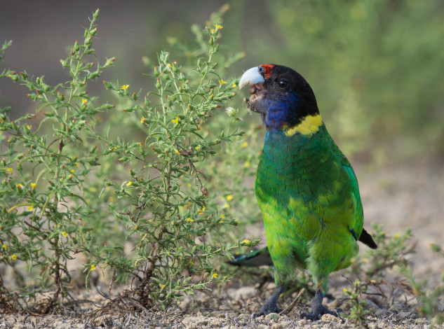 Обои картинки фото животные, попугаи, попугай