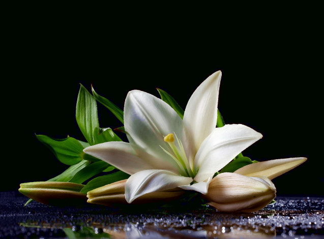 Обои картинки фото рисованное, цветы, вода, капли, бутоны, лилия, цветок