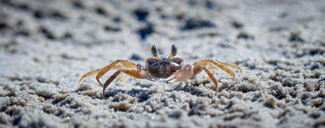 Обои картинки фото животные, крабы,  раки, краб