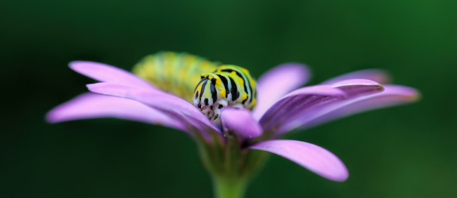 Обои картинки фото животные, гусеницы, гусеница