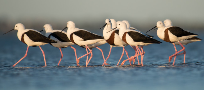 Обои картинки фото животные, птицы