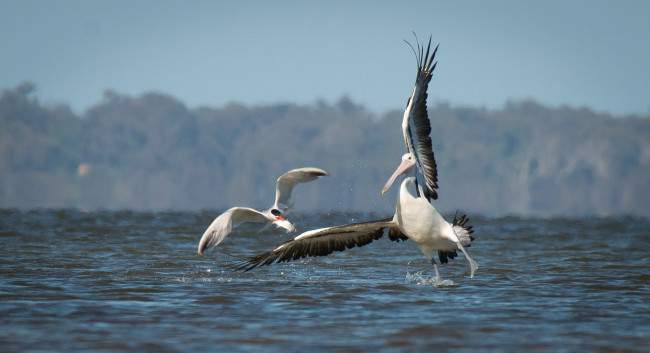 Обои картинки фото животные, пеликаны
