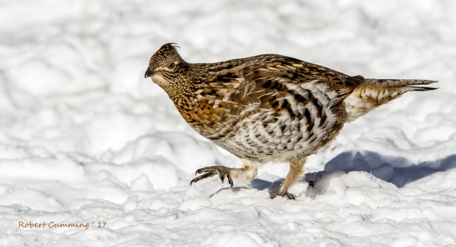 Обои картинки фото животные, птицы, птичка