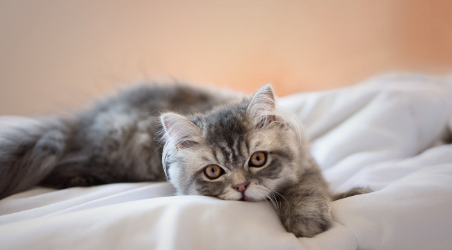 Обои картинки фото животные, коты, взгляд