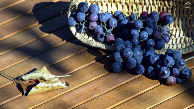 Обои картинки фото еда, виноград, листья, корзинка