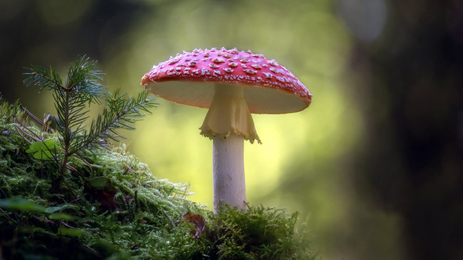 Обои картинки фото природа, грибы,  мухомор, одиночка