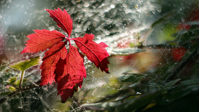 Обои картинки фото природа, листья, капли, лист, паутина