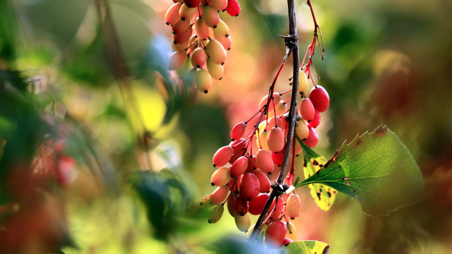 Обои картинки фото природа, Ягоды, барбарис