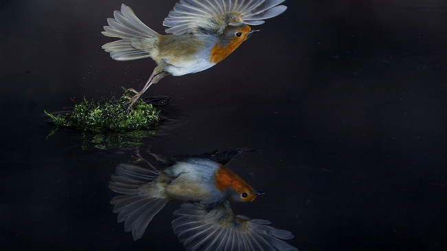 Обои картинки фото животные, синицы,  лазоревки, птичка