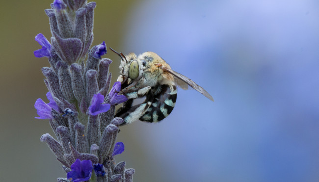 Обои картинки фото животные, пчелы,  осы,  шмели, пчела