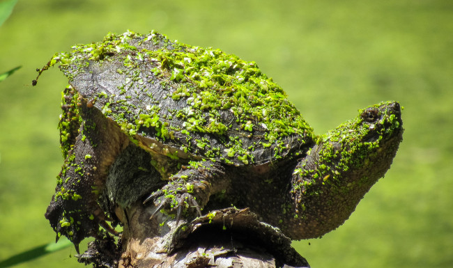 Обои картинки фото животные, Черепахи, черепаха