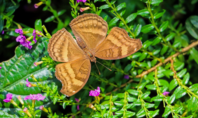 Обои картинки фото животные, бабочки,  мотыльки,  моли, бабочка
