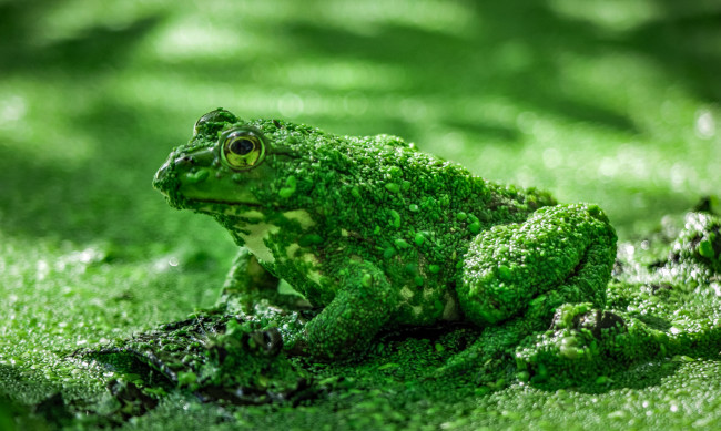 Обои картинки фото животные, лягушки, лягушка
