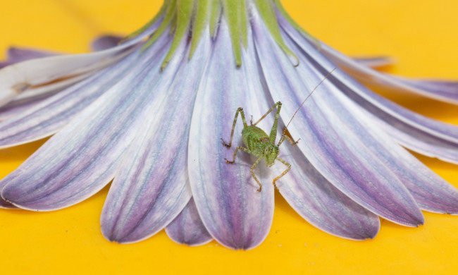 Обои картинки фото животные, кузнечики,  саранча, кузнечик