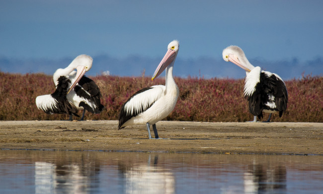 Обои картинки фото животные, пеликаны, трио