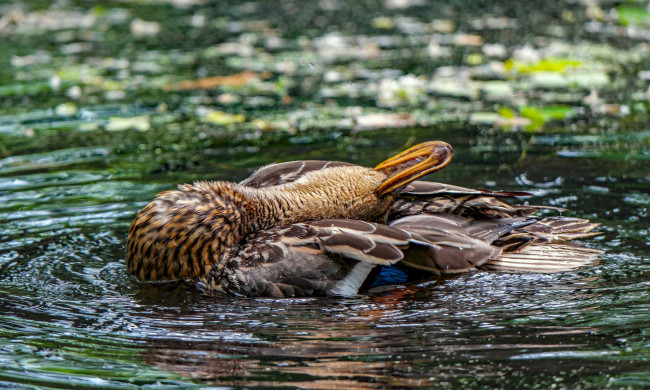 Обои картинки фото животные, утки, утка