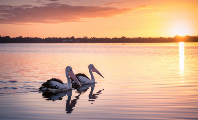 Обои картинки фото животные, пеликаны