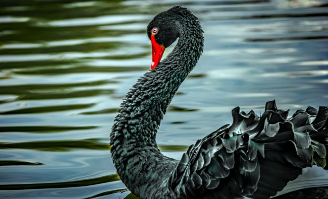 Обои картинки фото животные, лебеди, чёрный