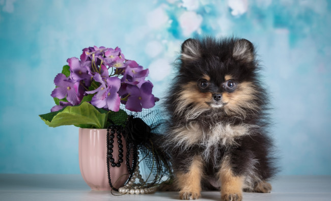 Обои картинки фото животные, собаки, фон, цветы, животное, щенок