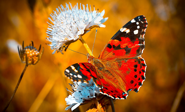 Обои картинки фото животные, бабочки,  мотыльки,  моли, бабочка