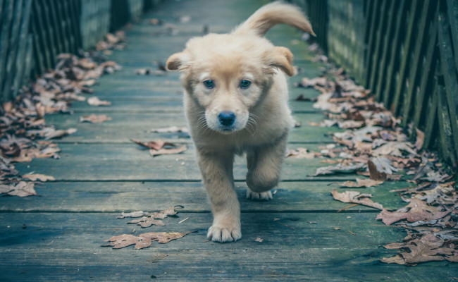 Обои картинки фото животные, собаки, щенок