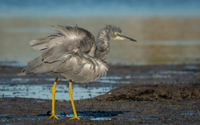 Обои картинки фото животные, цапли,  выпи, птичка