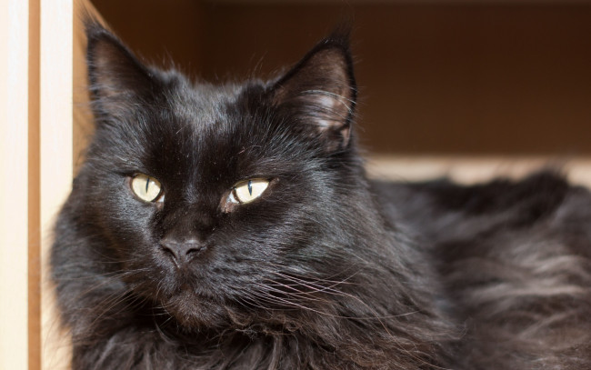 Обои картинки фото животные, коты, черный, цвет